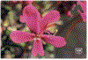 The rare and beautiful Cazorla Violet